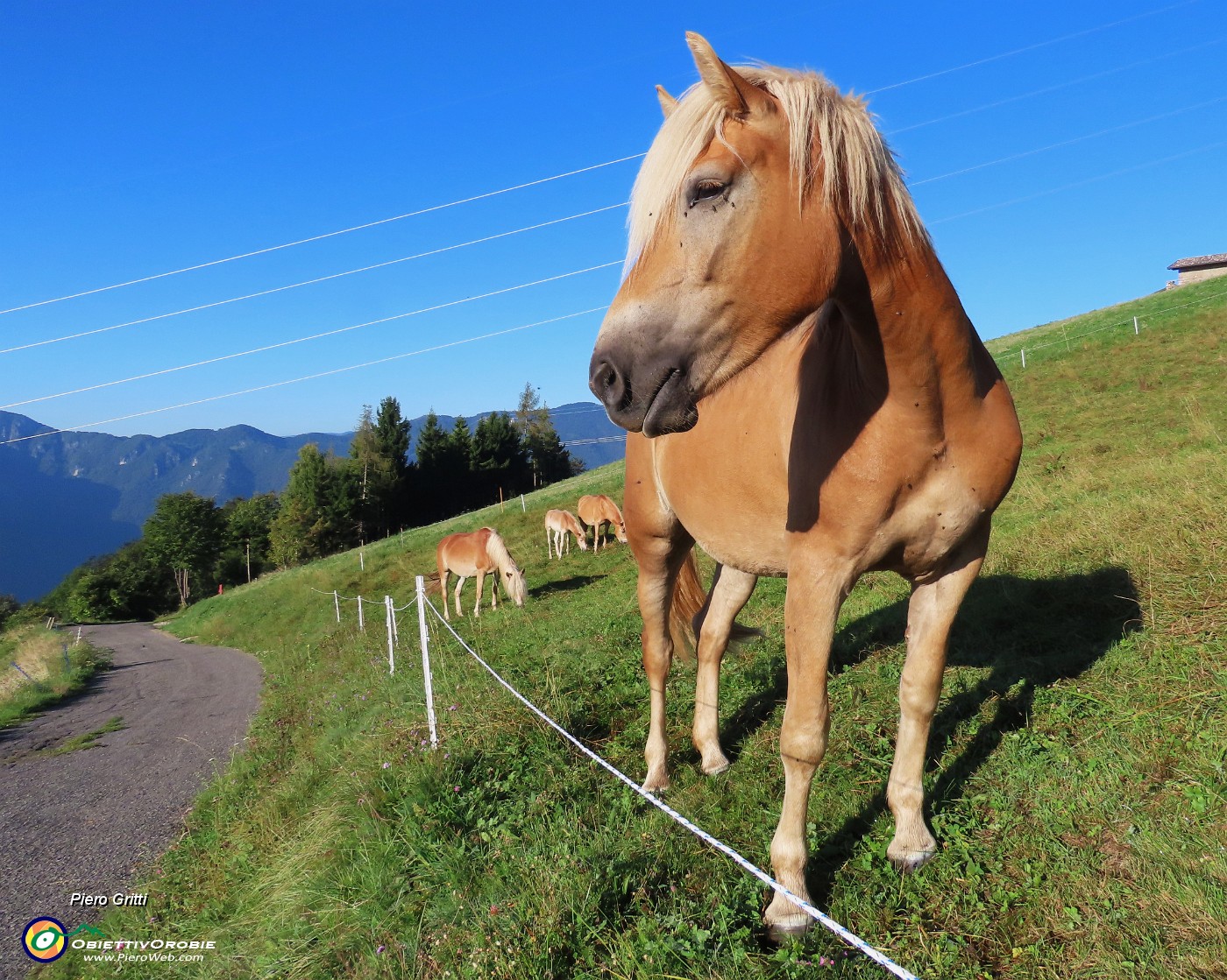 09 Bei cavalli al pascolo.JPG